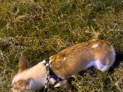 -贝康宠物医院·犬猫全科·小动物特色诊疗中心(东环路店)