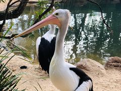 -费瑟代尔野生动物园