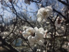 -大望京公园