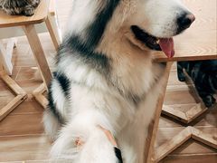 -李小姐の猫咖啡馆(五角场店)