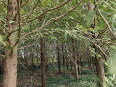 -黄海国家森林公园