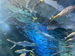 -上海海洋水族馆