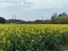 -八卦田遗址公园