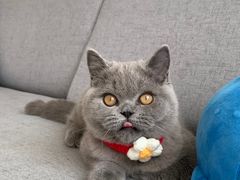 -猫大福·Fortune Cat猫舍(百子湾店)