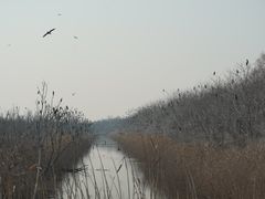 -盐城丹顶鹤湿地生态旅游区