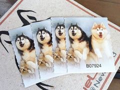 -TrueLove @ Neverland (Husky Cafe)