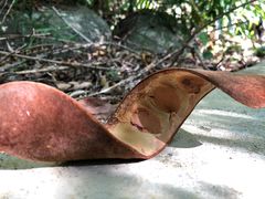 -海南热带雨林国家公园吊罗山景区