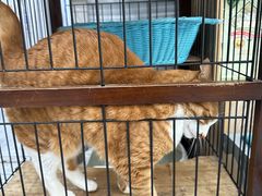 -四月宠物医院·猫专科·心脏专科·内科(转塘店)