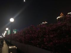 -珠江夜游广州塔·中大码头