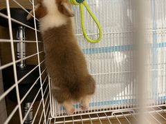 -翊宠yipet猫狗购宠庄园犬舍•猫舍