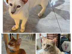-猫小院猫主题餐厅(南锣旗舰店)