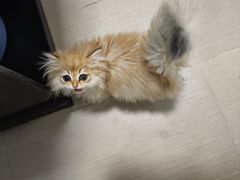 -瑞派动物医院·猫专科·至诚(江南中分院)