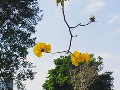 -洲头咀公园