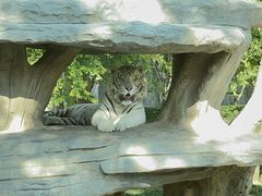 -北京野生动物园
