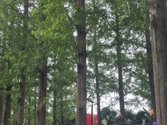 -黄海国家森林公园