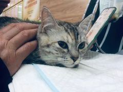 -爱侣宠医·鹦鹉专科·小型哺乳类·异宠专科(灵石路店)