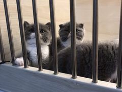 -喵zoo家庭繁育猫舍(尖东智能花园店)
