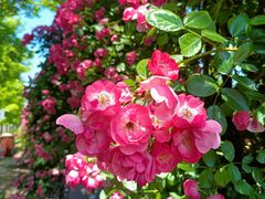 -广富林郊野公园