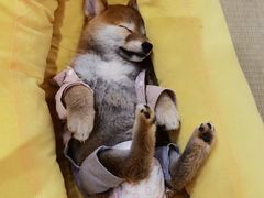 -逗柴咖啡屋·狗咖猫咖宠物桌游