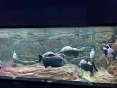 -重庆欢乐海底世界