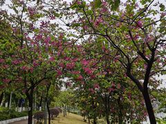-广东花都湖国家湿地公园