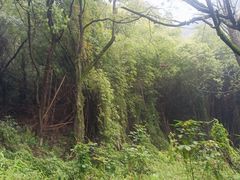 -南山植物园