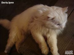 -Babycat私家御饼屋(龙头路一店)