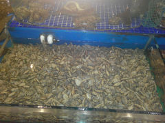 android_upload_pic-蓝港海鲜厨房(金水路店)