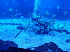 -烟台海昌鲸鲨海洋公园