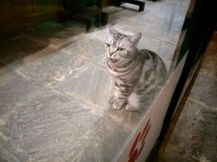 -猫咪博物馆(顶澳仔猫街店)