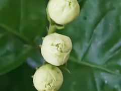-中环花鸟鱼虫市场