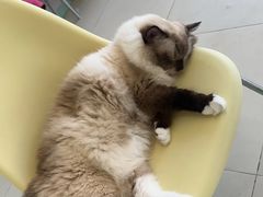 -怪兽屋·羊驼·猫咖·狗咖(俊华广场店)