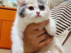 -三花喵·撸猫购宠·宠物生活馆(虹桥南丰城店)