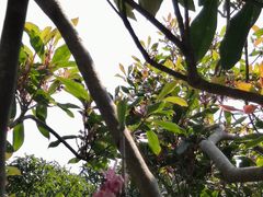 -梧桐山风景名胜区