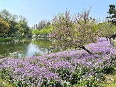 -尚湖风景区
