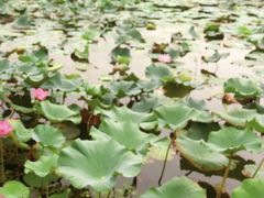 -新江湾城公园