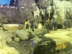 -大阪海游馆