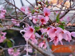 -宝墨园景区