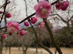 -香雪海