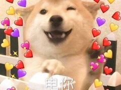 -1013 PET SHOP精品宠物商店(丁香店)