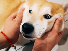 -柴务处·柴犬主题狗咖