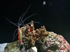 -暹罗海洋世界