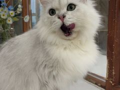 -共舞时光猫咖·狗咖(新街口店)