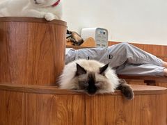 -有猫主题·治愈系猫咖(曾厝垵店)