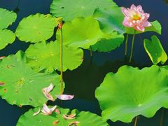 -荷塘月色湿地公园·向阳花洲