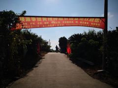 -樂桃源奉贤黄桃种植采摘基地