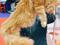 -70cat德文卷毛猫·缅因猫纯种猫舍