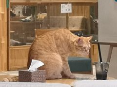 -藏猫猫咖啡主题馆(中央大道店)