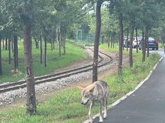 -秦皇岛野生动物园
