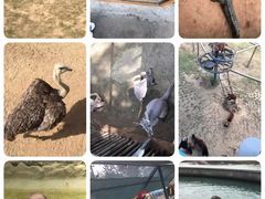 -西霞口神雕山野生动物世界